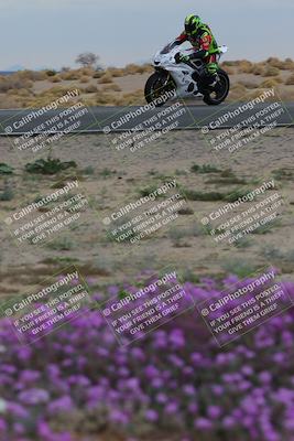 media/Jan-14-2023-SoCal Trackdays (Sat) [[497694156f]]/Turn 14 Exit Bloomig (145pm)/